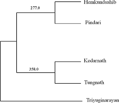 Attēlu rezultāti vaicājumam “Saussurea esthonica”