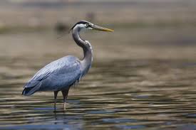Image result for heron