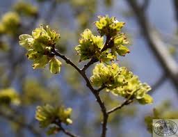 Attēlu rezultāti vaicājumam “Ulmus glabra flower”