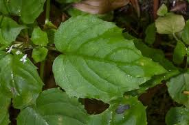 Attēlu rezultāti vaicājumam “Circaea alpina leaf”