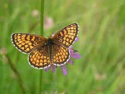 Attēlu rezultāti vaicājumam “Carterocephalus silvicolus underside”