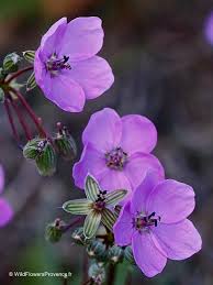 Attēlu rezultāti vaicājumam “Erodium cicutarium”