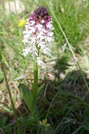 Attēlu rezultāti vaicājumam “Orchis ustulata”