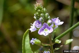 Attēlu rezultāti vaicājumam “Veronica anagallis-aquatica fruit”