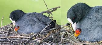 Attēlu rezultāti vaicājumam “Fulica atra eggs”