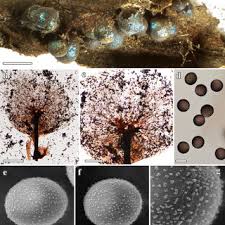 Attēlu rezultāti vaicājumam “Lamproderma arcyrioides stalked”