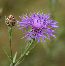 Attēlu rezultāti vaicājumam “Centaurea jacea fruit”