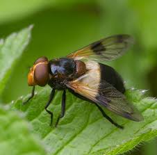 Attēlu rezultāti vaicājumam “Volucella pellucens”