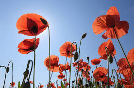 Attēlu rezultāti vaicājumam “Papaver rhoeas”