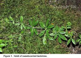 Attēlu rezultāti vaicājumam “Galium triflorum leaf”