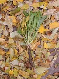 Attēlu rezultāti vaicājumam “Scorzonera humilis leaf”