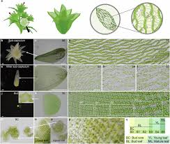 Attēlu rezultāti vaicājumam “Sphagnum centrale”
