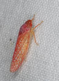 Attēlu rezultāti vaicājumam “Cicadellidae”