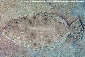Image result for Paralichthys albigutta