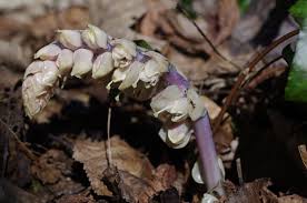 Attēlu rezultāti vaicājumam “Lathraea squamaria”