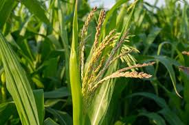 Attēlu rezultāti vaicājumam “Zea mays male flower”