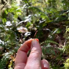 Attēlu rezultāti vaicājumam “Heyderia abietis”