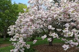 Attēlu rezultāti vaicājumam “Prunus (sakura)”