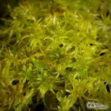 Attēlu rezultāti vaicājumam “Sphagnum cuspidatum”