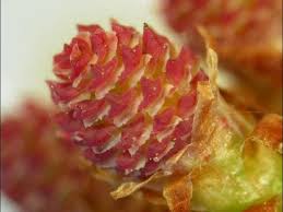 Attēlu rezultāti vaicājumam “Pinus sylvestris female flower”