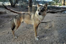 Image result for canis lupus arabs