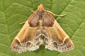 Attēlu rezultāti vaicājumam “Pyralis farinalis”