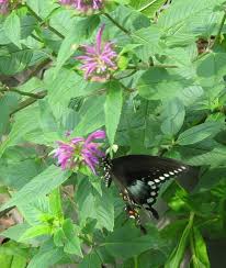 Image result for Monarda didyma