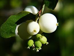 Attēlu rezultāti vaicājumam “Symphoricarpos albus fruit”