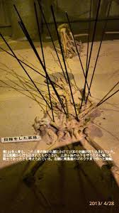 Image result for 土井ヶ浜遺跡　視線　故郷