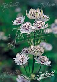 Attēlu rezultāti vaicājumam “Astrantia major fruit”