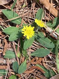 Image result for Hieracium pilosella