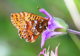 Attēlu rezultāti vaicājumam “Boloria aquilonaris underside”
