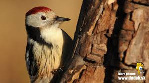 Attēlu rezultāti vaicājumam “Dendrocopos medius”