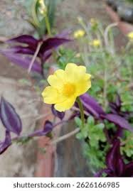Attēlu rezultāti vaicājumam “Helianthemum nummularium flower”