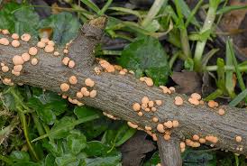 Attēlu rezultāti vaicājumam “Nectria cinnabarina”