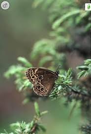 Attēlu rezultāti vaicājumam “Lopinga achine underside”