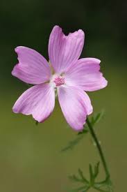 Image result for Malva moschata