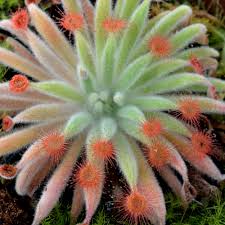 Attēlu rezultāti vaicājumam “Drosera x obovata leaf”