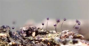 Attēlu rezultāti vaicājumam “Cribraria violacea macro”