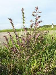 Attēlu rezultāti vaicājumam “Odontites vulgaris fruit”