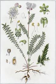 Image result for Filipendula vulgaris