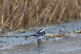 Attēlu rezultāti vaicājumam “Motacilla alba adult”