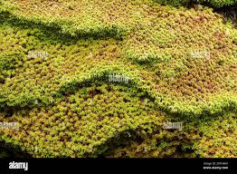 Attēlu rezultāti vaicājumam “Sphagnum capillifolium”