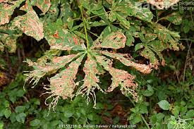 Attēlu rezultāti vaicājumam “Aesculus hippocastanum leaf”