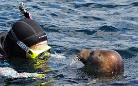 Image result for Wyndley Seals Snorkelling Club
