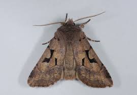 Attēlu rezultāti vaicājumam “Orthosia gothica”