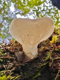 Attēlu rezultāti vaicājumam “Didymium tussilaginis”