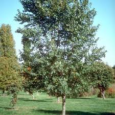 Attēlu rezultāti vaicājumam “Ulmus x hollandica”