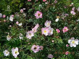 Attēlu rezultāti vaicājumam “Rosa majalis”