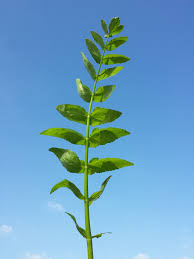 Attēlu rezultāti vaicājumam “Berula erecta leaf”